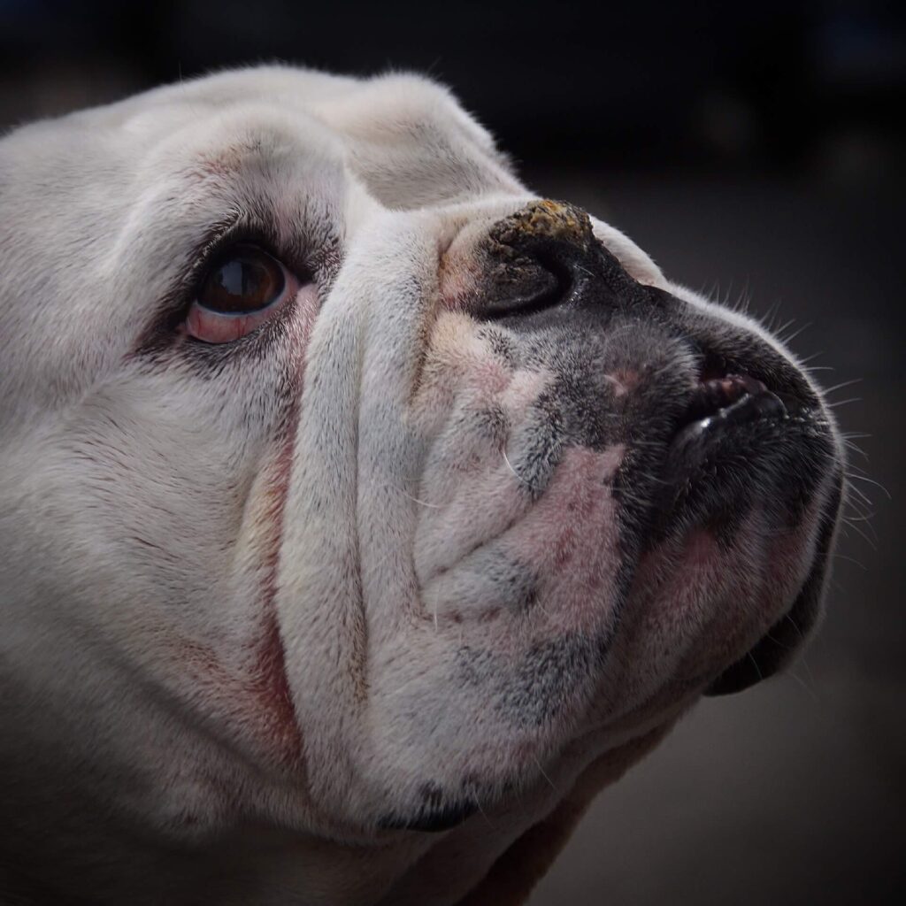 allergie hond rode huid en droge neus bij bulldog – tekenen van allergieën