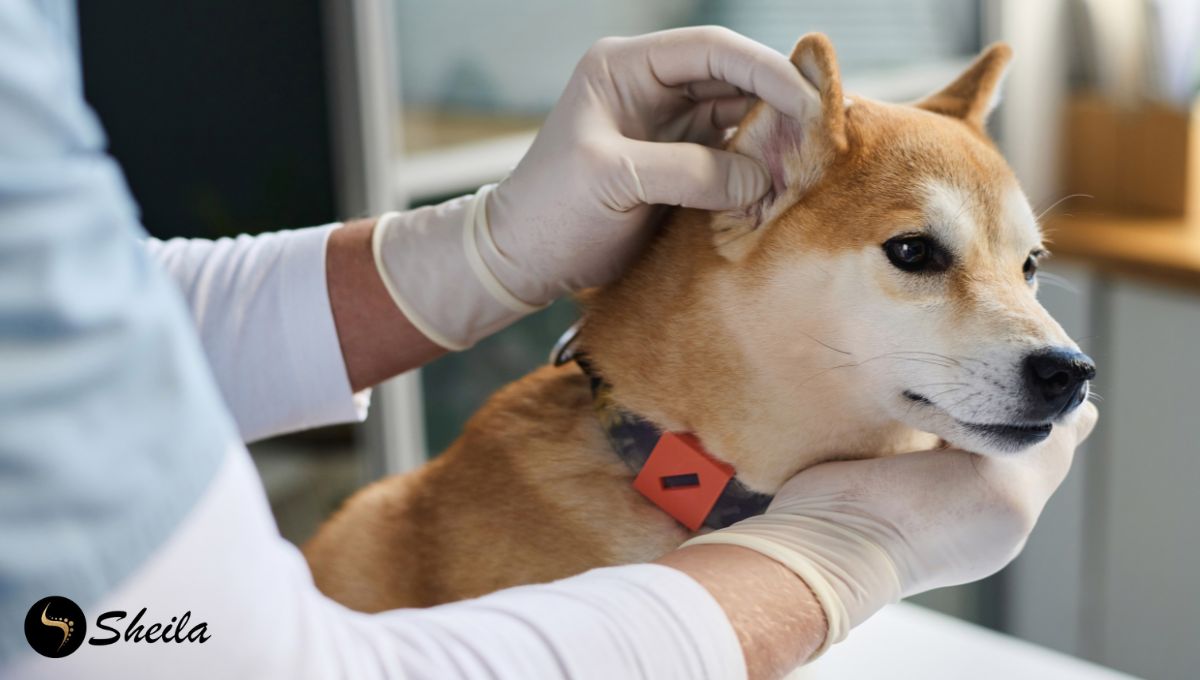 Een dierenarts met handschoenen controleert het oor van een Shiba Inu in een kliniek.