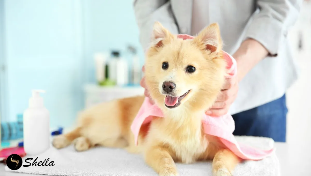 Een blije hond wordt zachtjes afgedroogd met een roze handdoek na een verzorgingsbeurt, terwijl hij op een tafel staat.