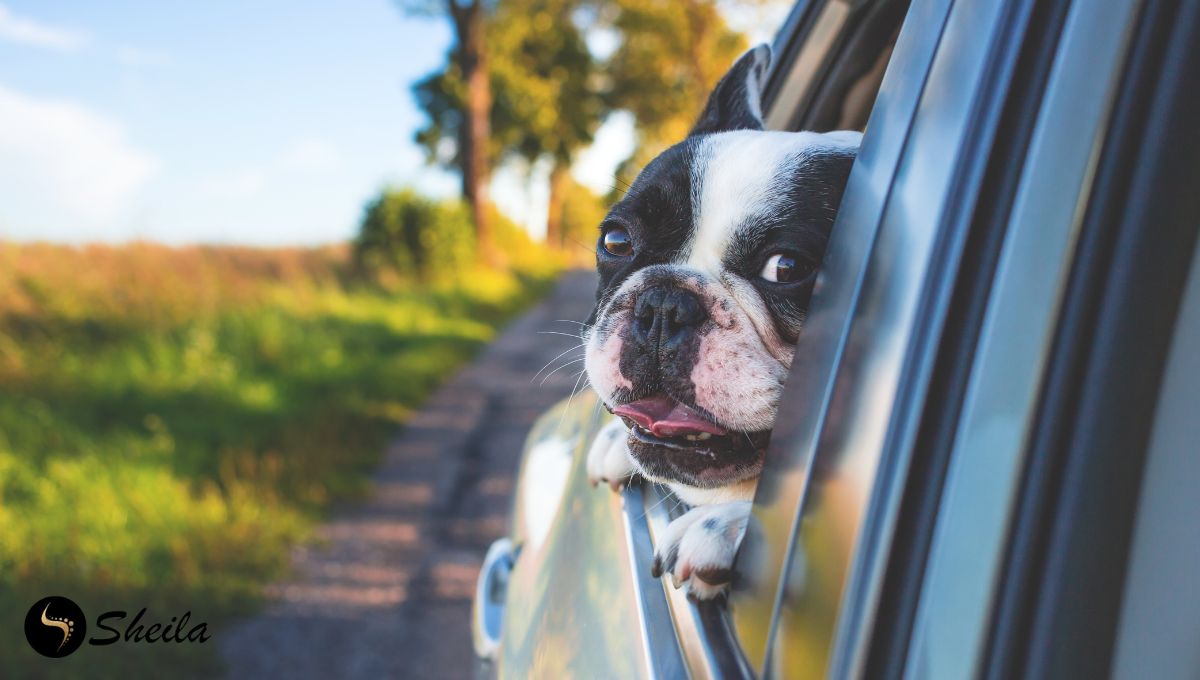 Een Franse bulldog steekt zijn hoofd uit het autoraam tijdens een autorit op een zonnige dag.