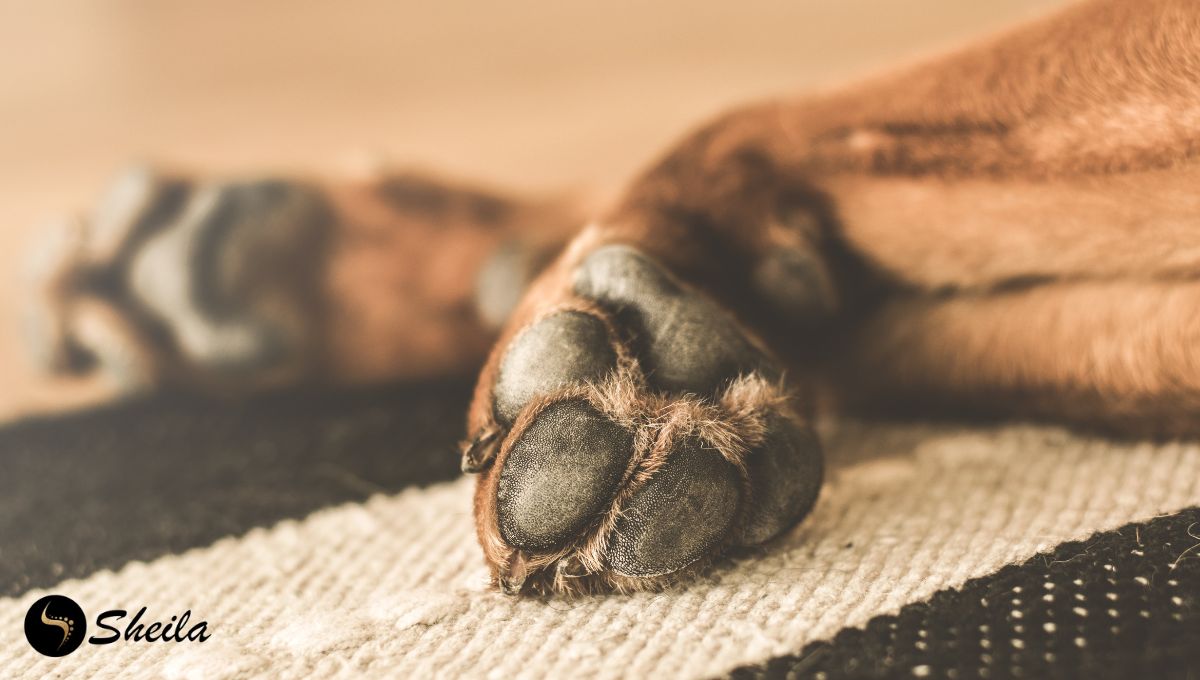 Close-up van de poot van een hond die op een tapijt ligt, met duidelijke details van de voetzool.