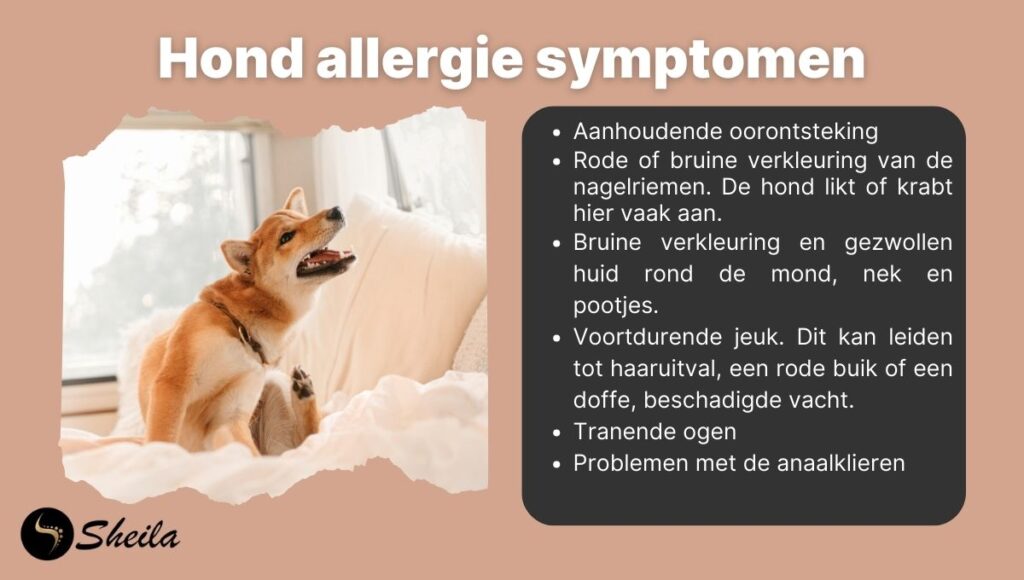 Een overzicht van veelvoorkomende allergie-symptomen bij honden, naast een afbeelding van een hond die aan zijn poot likt op een bed.