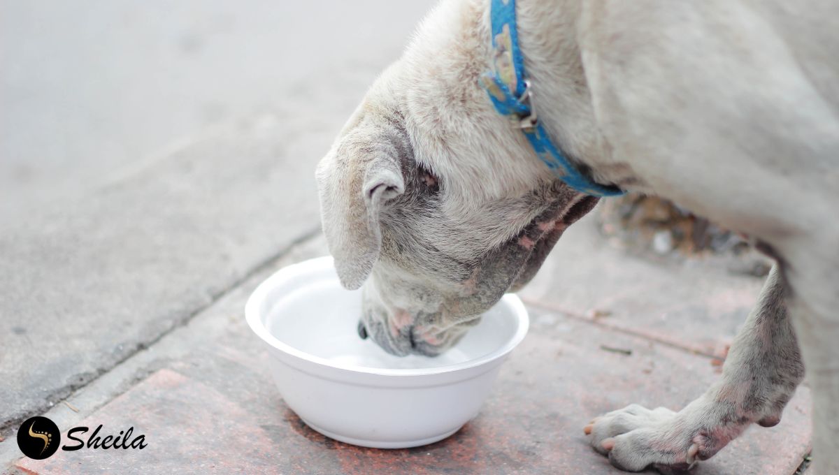 Een hond met een blauwe halsband drinkt water uit een witte kom op een stoep.