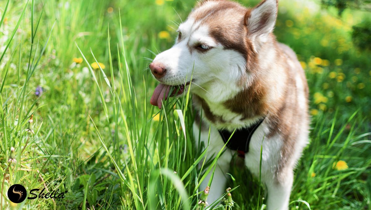 Een bruine en witte husky eet gras in een zonnige weide vol bloemen en hoog gras.