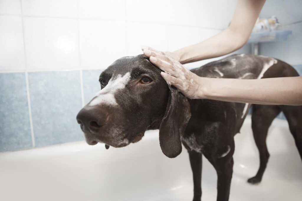 Een hond wordt gewassen met schuimende shampoo in een badkuip door een persoon die zijn hoofd zachtjes masseert.