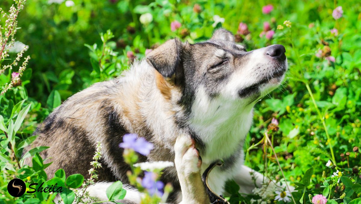 Een hond krabt zichzelf aan de hals terwijl hij in een veld vol bloemen en gras zit, mogelijk door allergieën.