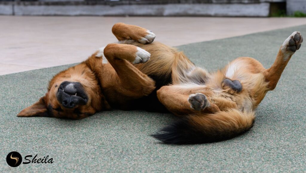 Een bruine hond rolt op zijn rug op een buitenvloer, mogelijk om jeuk te verlichten.