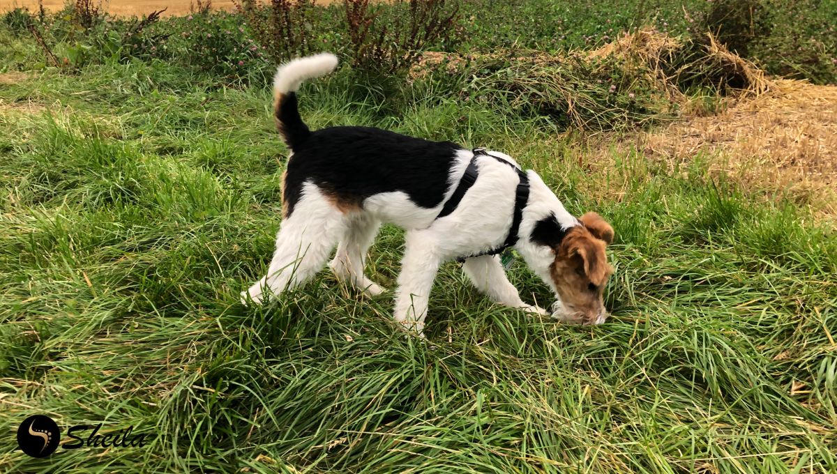 Een terriër met een zwart-witte vacht snuffelt in het gras tijdens een wandeling in een veld.