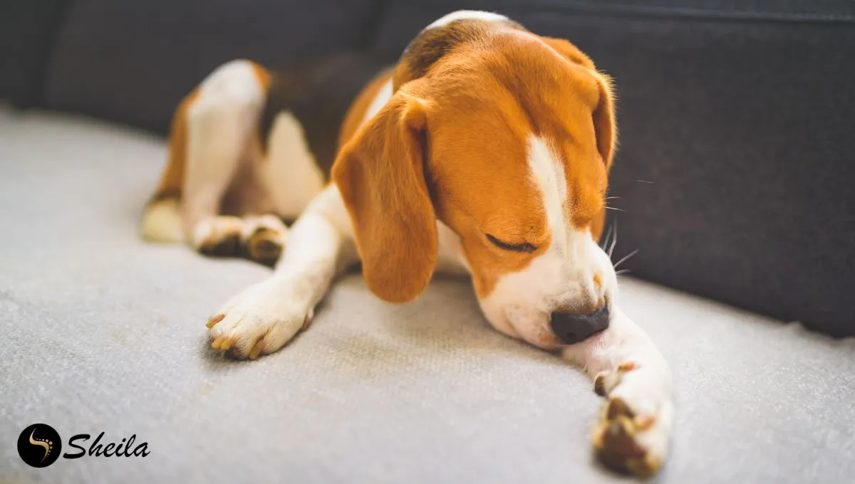 Een beagle ligt op een bank en likt aan zijn voorpoot, wat kan duiden op jeuk of huidirritatie.