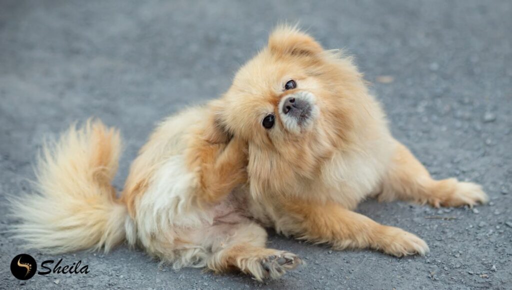 Een kleine, langharige hond krabt zichzelf achter het oor terwijl hij op een grindpad zit, mogelijk als gevolg van jeuk door een allergie.