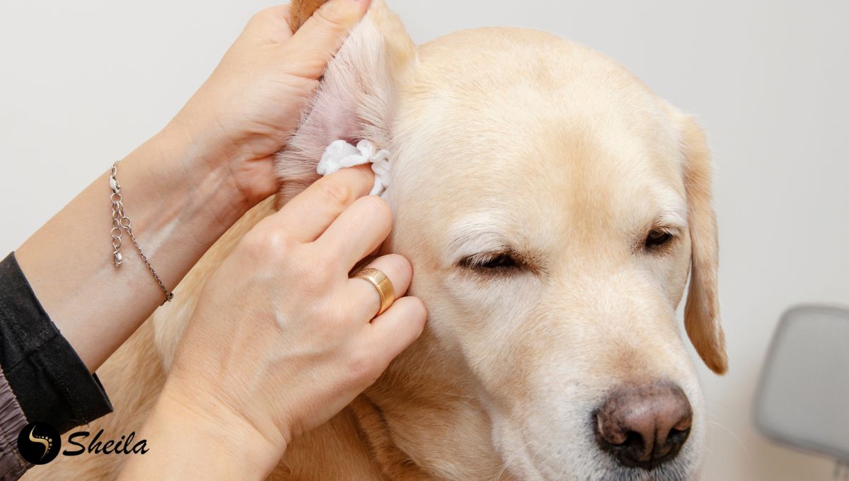 Een persoon reinigt voorzichtig het oor van een gele Labrador met een watje.