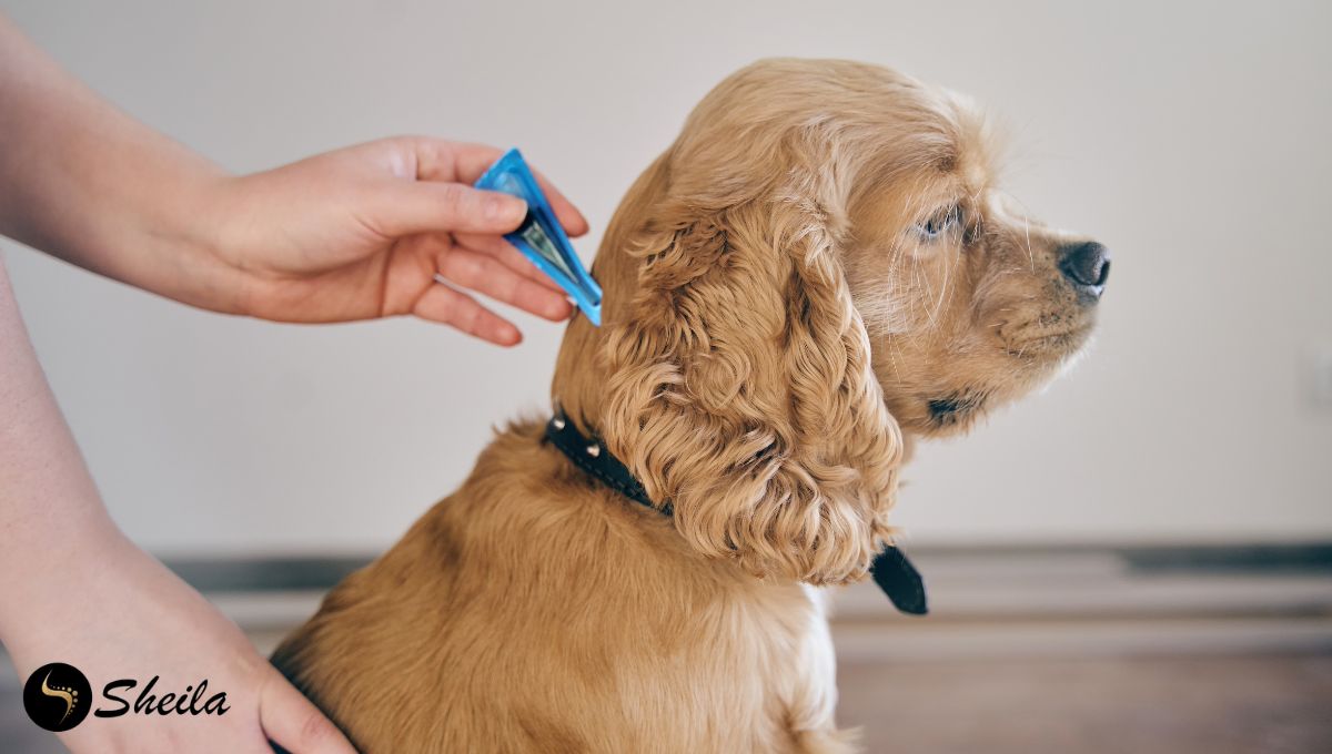 Een hond krijgt een anti-tekenmiddel toegediend op zijn nek door een persoon met een pipet.