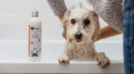 Een natte hond staat in een bad terwijl iemand hem wast, met een flesje vachtverzorging shampoo zichtbaar naast hem.