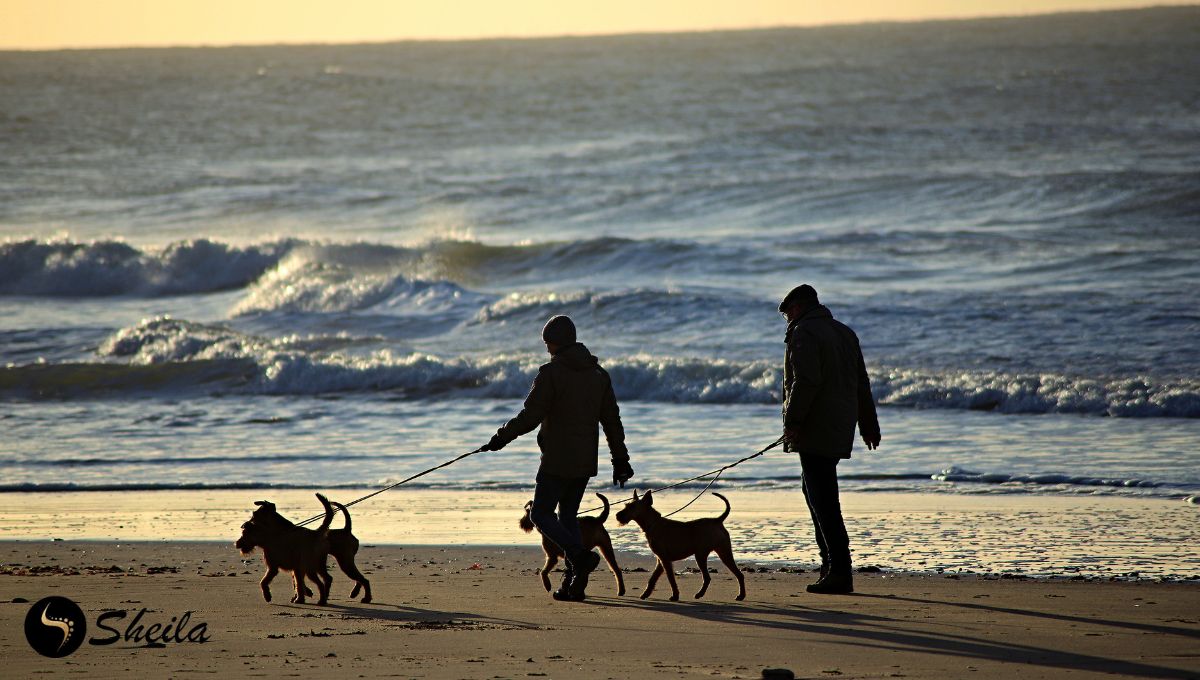 Twee mensen wandelen met hun honden aan de lijn op een rustig strand bij zonsondergang.