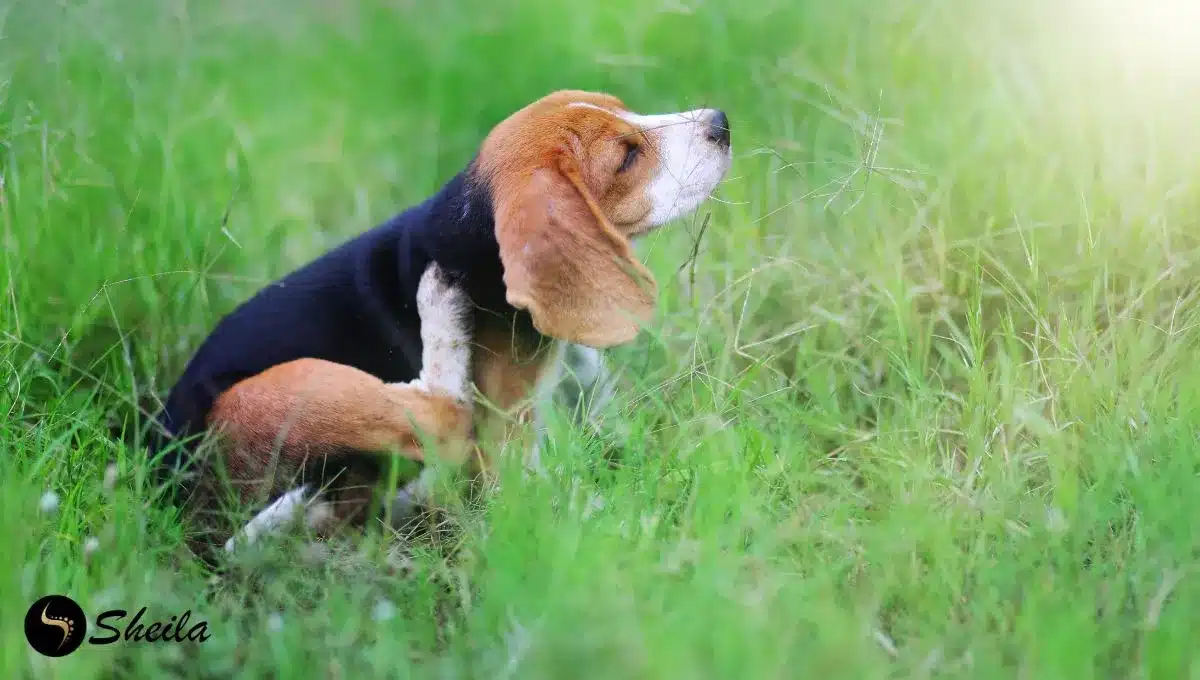 Een Beagle krabt zichzelf aan zijn oor terwijl hij in het gras zit, een mogelijke indicatie van jeuk bij honden.